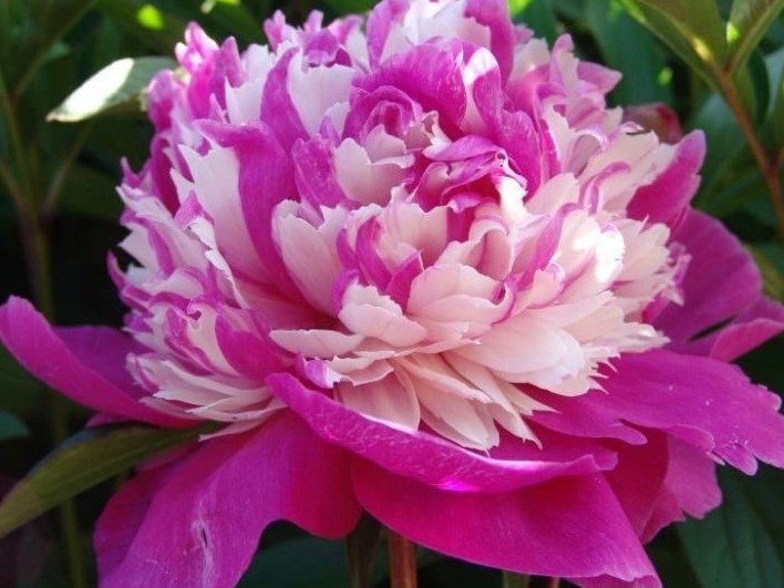 Paeonia-lactiflora-Celebrity.jpg