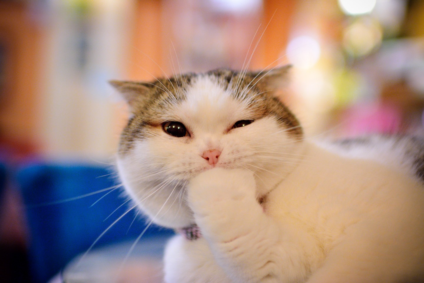 Pai Shih_Adorable Kitten_a01lRg.jpg