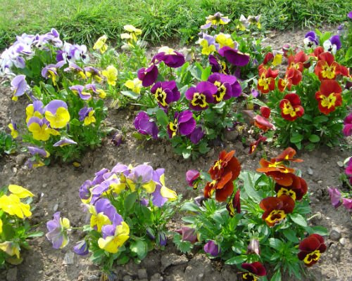 panseluta_planta_bienala_erbacee_amenajare_gradina_flori_primavara_3[1].jpg
