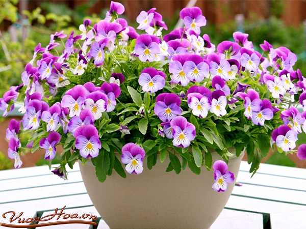 Pansy-04[1].jpg