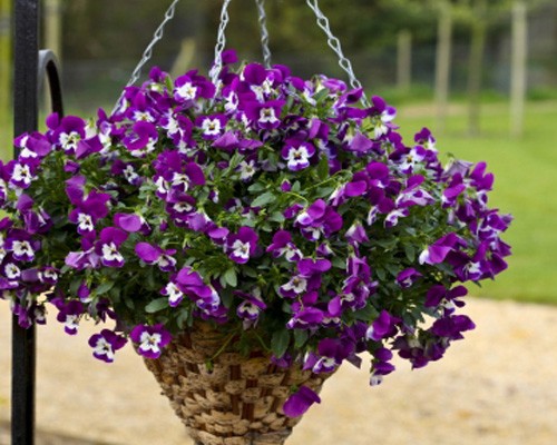 pansy%20fall%20-thaonguyengarden%20(1)-500x500[1].jpg