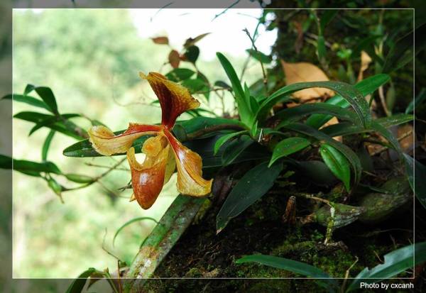 Paphiopedilum-villosum(1)[1].jpg