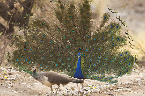 peafowl-dance-atul-dhamankar[1].jpg