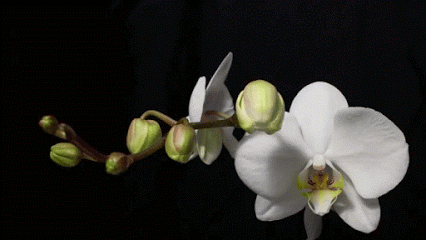 phal[1].gif
