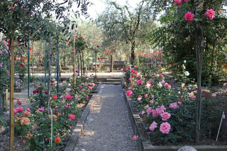 piante-di-rose_NG1[1].jpg