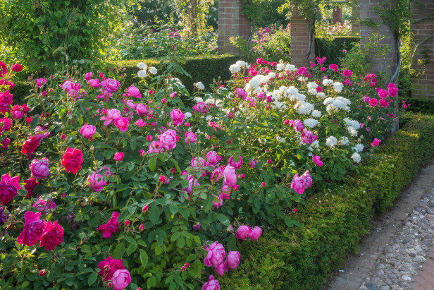Pictures-Of-Rose-Gardens-Design-3[1].jpg