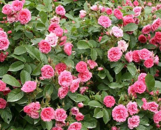 pink_grootendorst[1].jpg