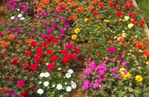 Portulaca_grandiflora[1].jpg