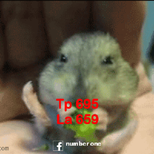 prabudroid_1504891177487.gif