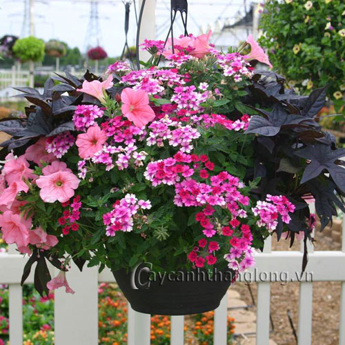 product_1376468057[1].jpg