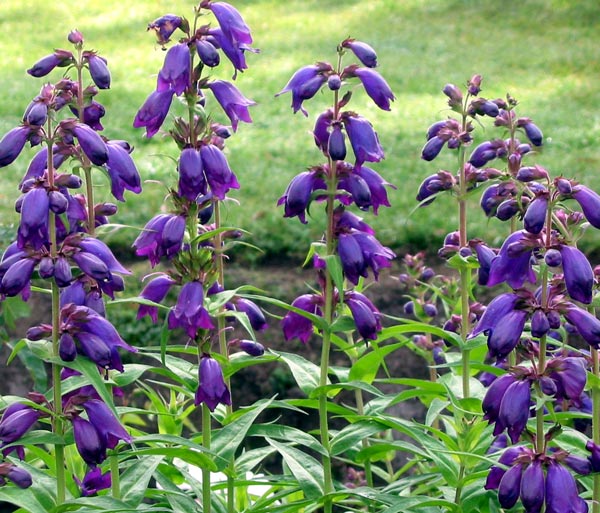 purple-passion-penstemon[1].jpg