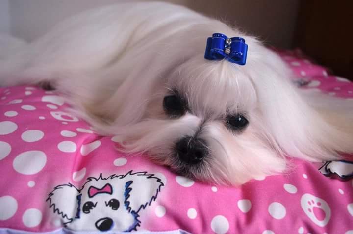 quality-gorgeous-kc-reg-maltese-puppy-boy-57ab3bc5d2bdf[1].jpg