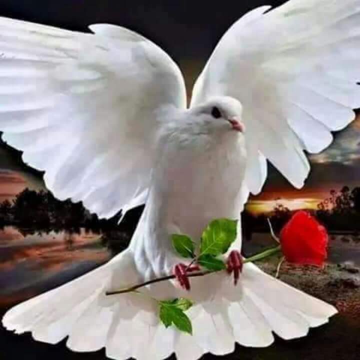 received_263972217321049.jpeg
