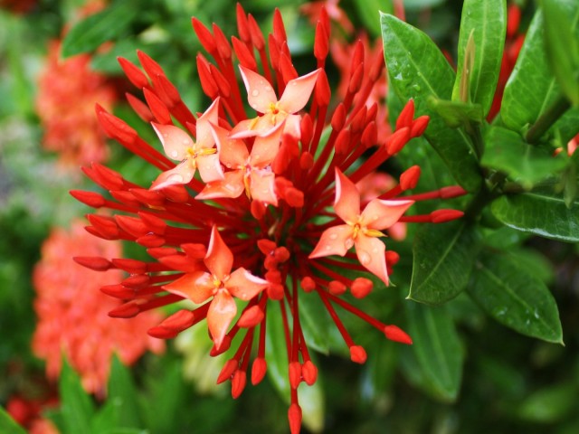 red_flower_wallpaper_flowers_nature_wallpaper_1920_1200_widescreen_1113-640x480[1].jpg