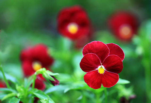red_flowers_cheap_price_for_nice_pictures[1].jpg