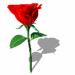 red_rose_rotate_animation.GIF