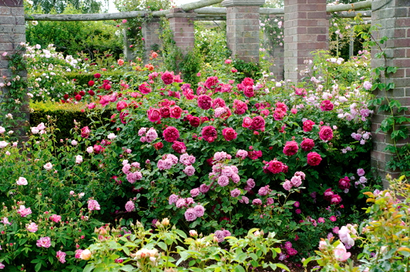 Rosa-Lady-of-Megginch-with-Rosa-Magenta_web[1].jpg