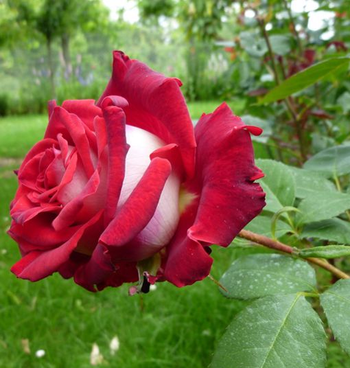 rosa-osiria-de-una-floracion2[1].jpg