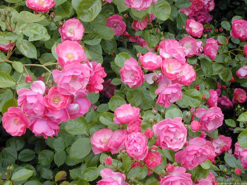 rosa2219[1].jpg