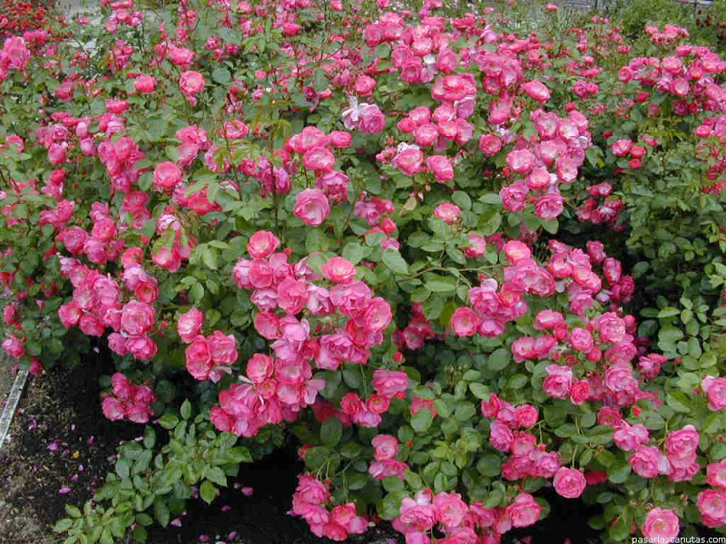 rosa2220[1].JPG