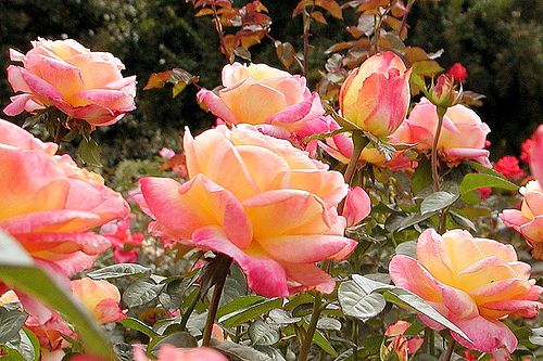 Rosa_Peace_Beke_Vilagos_elenksarga_sotetpirosas_sziromszellel_nyilo_teahibrid_vago_rozsa_21[1].jpg