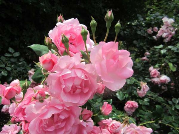 rosa_rose-delbard-centenaire-de-lourdes-flower[1].jpg
