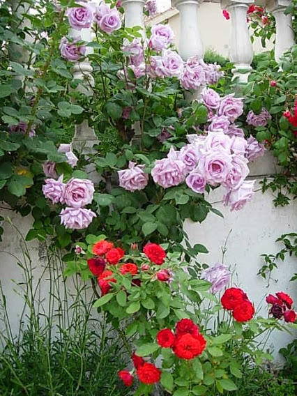 rosallila%255B1%255D[1].jpg