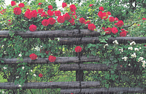 rosas%2Bna%2Bchuva[1].gif