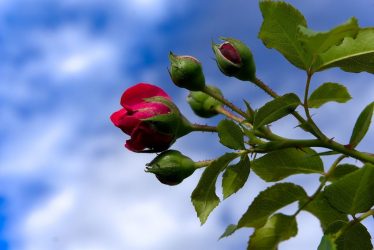 rose-2448665_1280-ny01wamxzssjcmoy1bfh4dwylrnwq147x18jl1hmx0.jpg