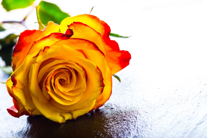 Rose-6[1].jpg
