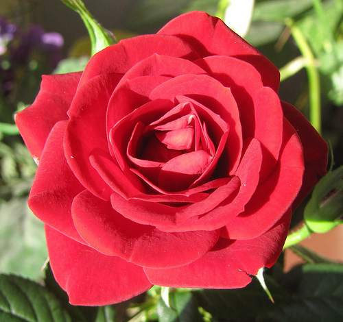 rose-flower-4[1].jpg