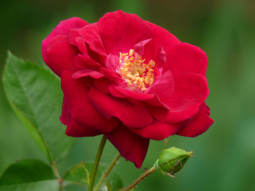 rose-flower-8[1].jpg