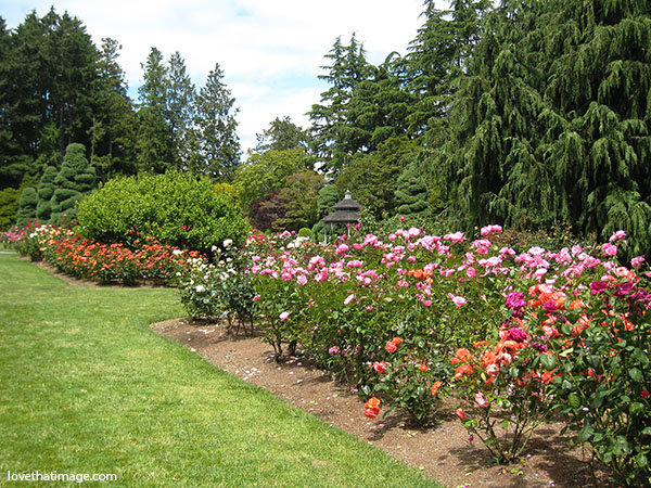 rose-garden-4011[1].jpg