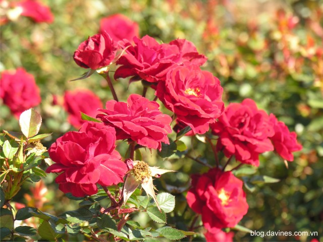 rose-lg[1].jpg