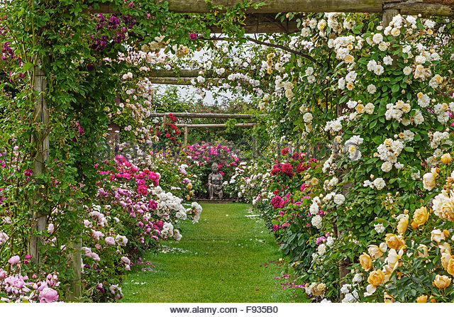 rose-pergolas-over-grass-path-leading-to-a-statue-david-austin-rose-f935b0[1].jpg