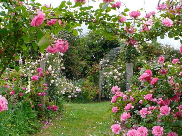 rosen-arten-metallene-arkaden-pink[1].jpg