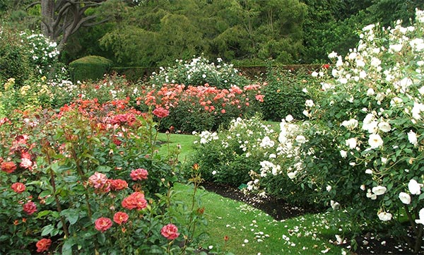 roses-botanical-garden[1].jpg