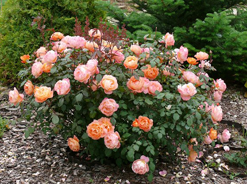 roses7[1].jpg