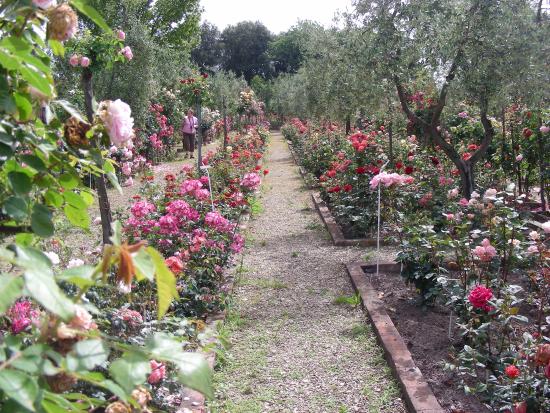 roseto-fineschi[1].jpg