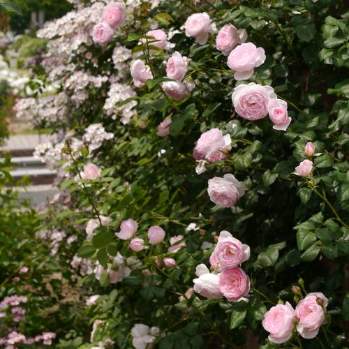 rosier-scepter-isle_FR_500_0007751[1].jpg