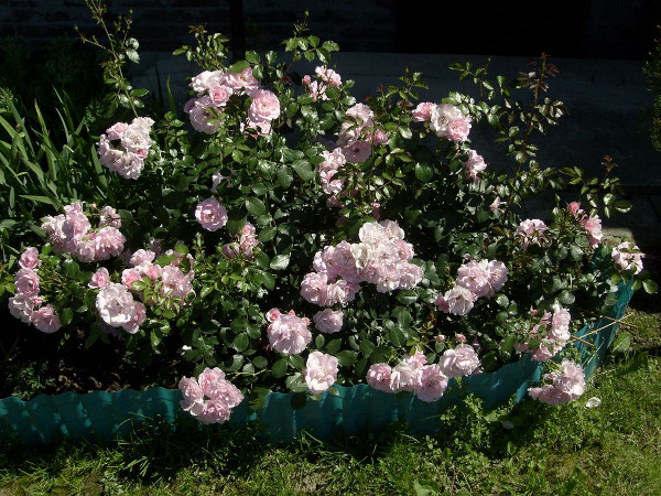 roze-rabatowe-1[1].jpg