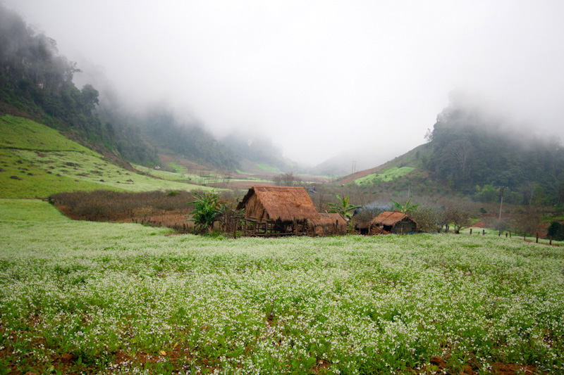 ruonghoacaibaphach[1].jpg