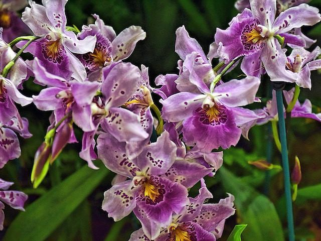 SBG-Orchid[1].jpg