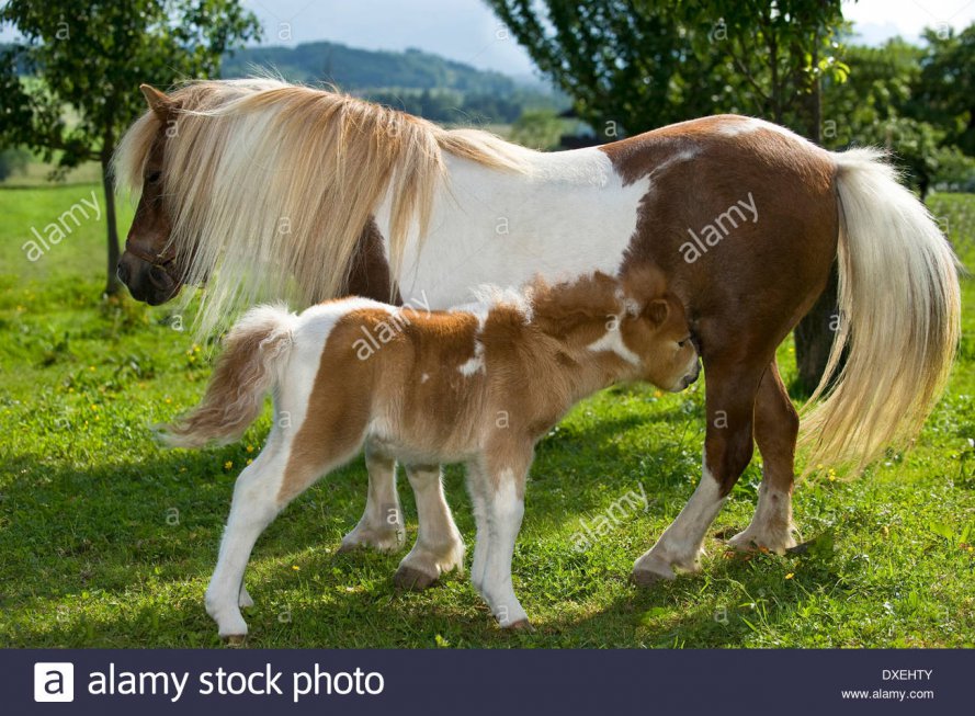 shetland-pony-pinto-mare-and-foal-4-weeks-old-on-a-pasture-DXEHTY.jpg