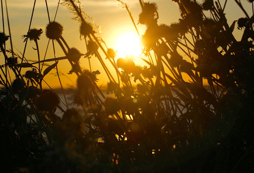 Sunshine[1].gif