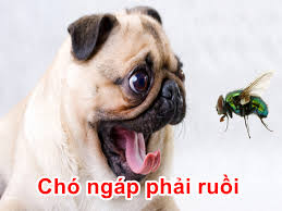 tải xuống.jpeg