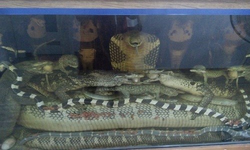 tan-mat-mang-xa-nang-45kg-giua-thu-do-ha-noi.jpg