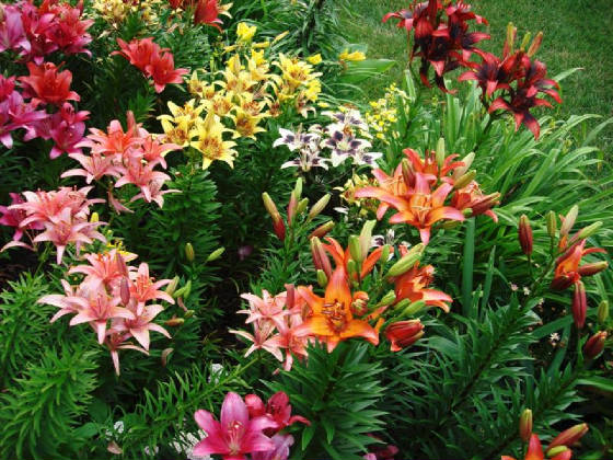 Teresa-mixed_lilies[1].jpg