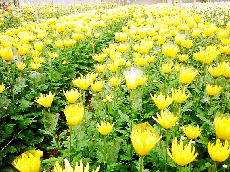 tour_du_lich_ngoai_thanh_da_lat_cong_ty_hong_mimosa_201391210295242[1].jpg