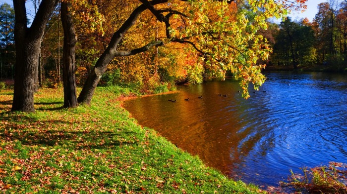 trees-on-autumn-pond[1].jpg